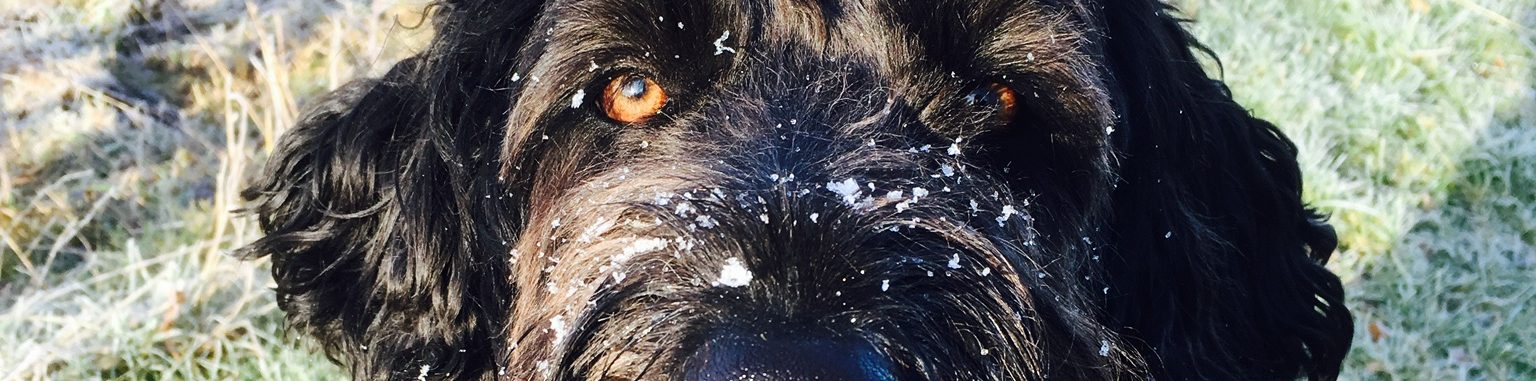 Hollie’s Happy Hounds